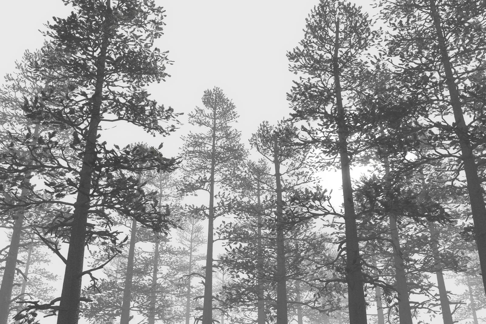 Trees in Fog